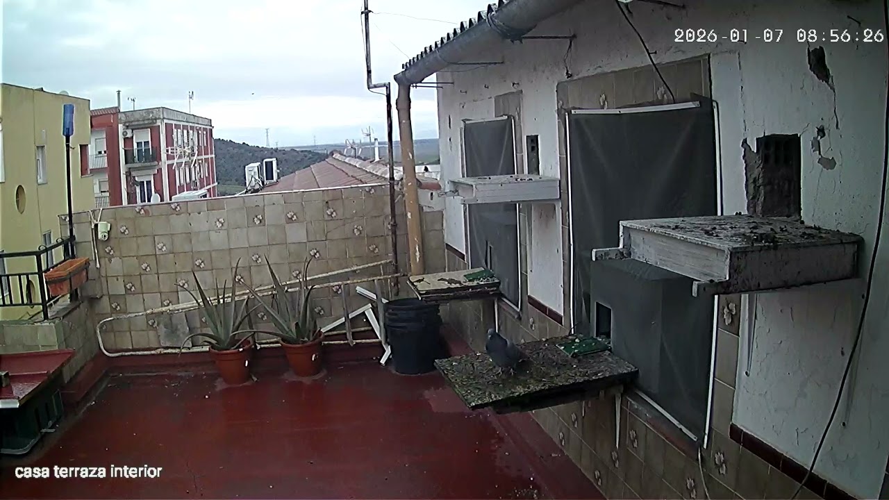 El bala 