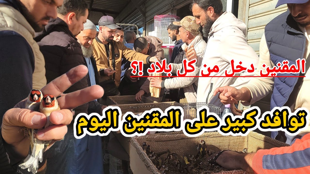 دخول المقنين بكثرة لسوق بودواو اليوم : المقنين المغربي و المهاجر و السوري أنتا و دراهمك #birds #طيور