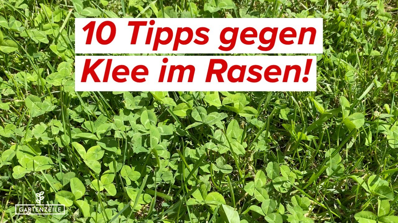 10 Tipps gegen Klee im Rasen | So kannst du Klee bekämpfen & entfernen!