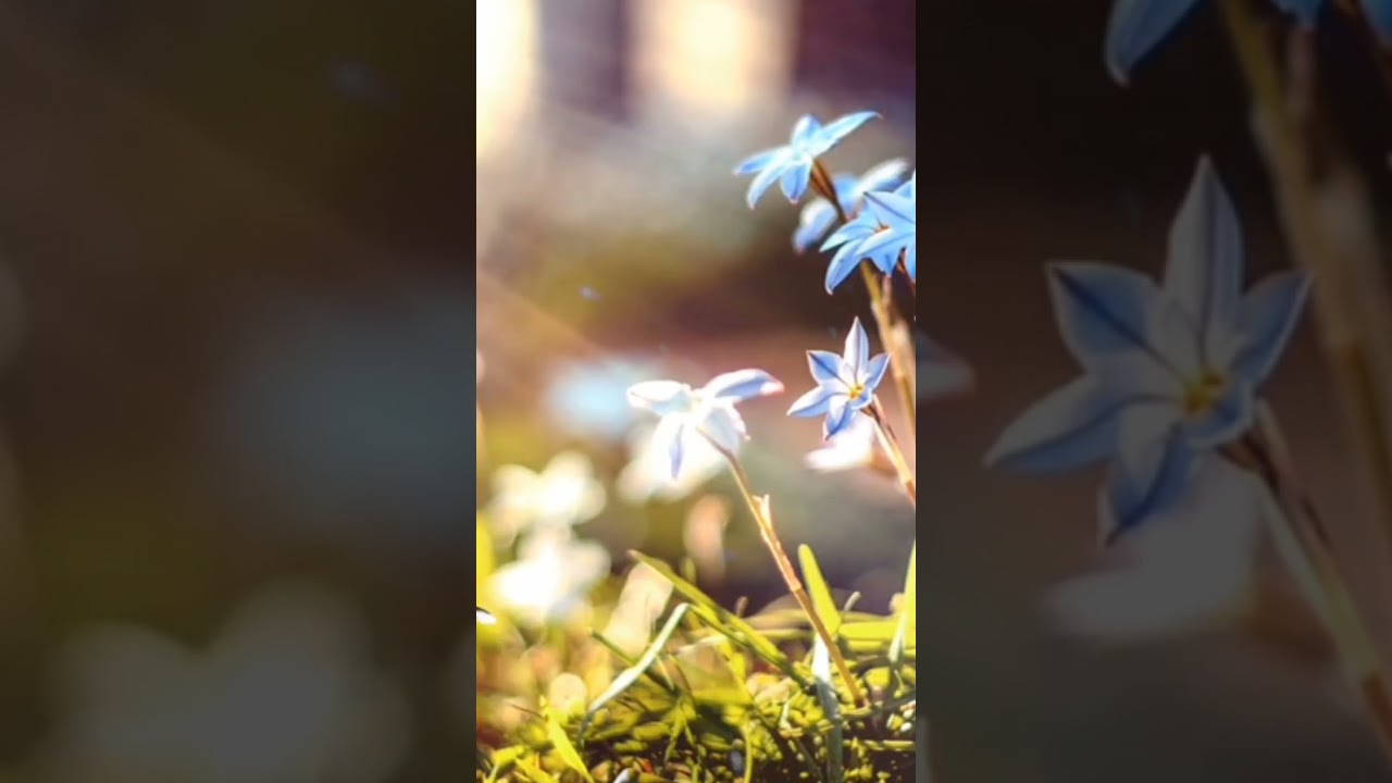 soothing relaxation / beautifull music. 