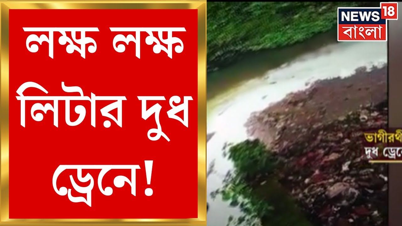 Murshidabad : লক্ষ লক্ষ লিটার দুধ ড্রেনে! বিতর্কে ভাগীরথী দুগ্ধ সমবায় সমিতি । Bangla News