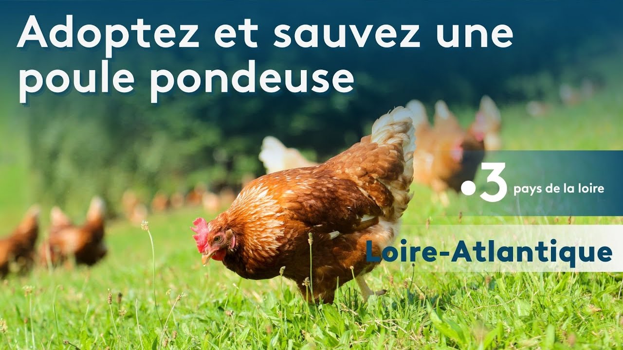 Adoptez et sauvez une poule pondeuse