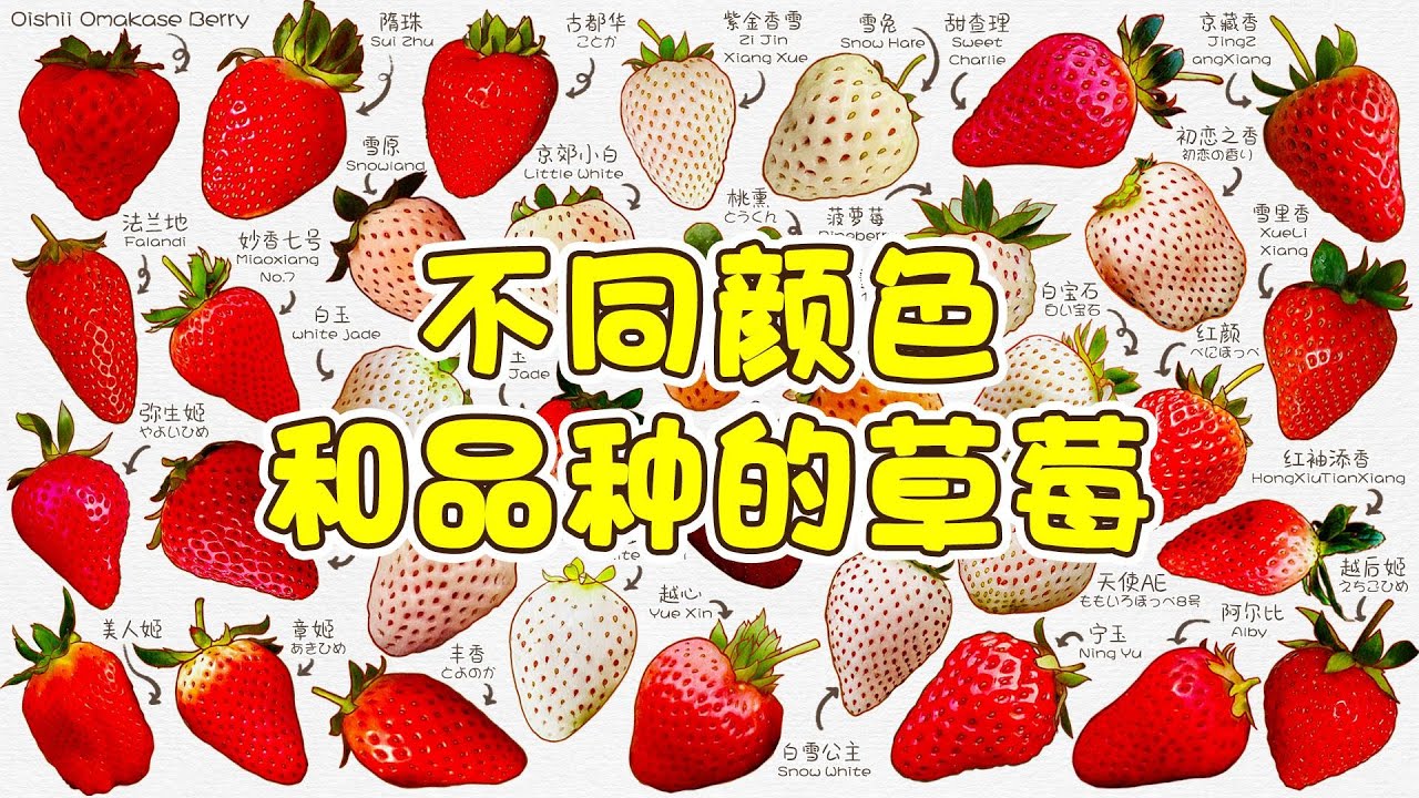 你吃过黑草莓么？不同颜色和种类的草莓都有哪些？超全草莓种类讲解！