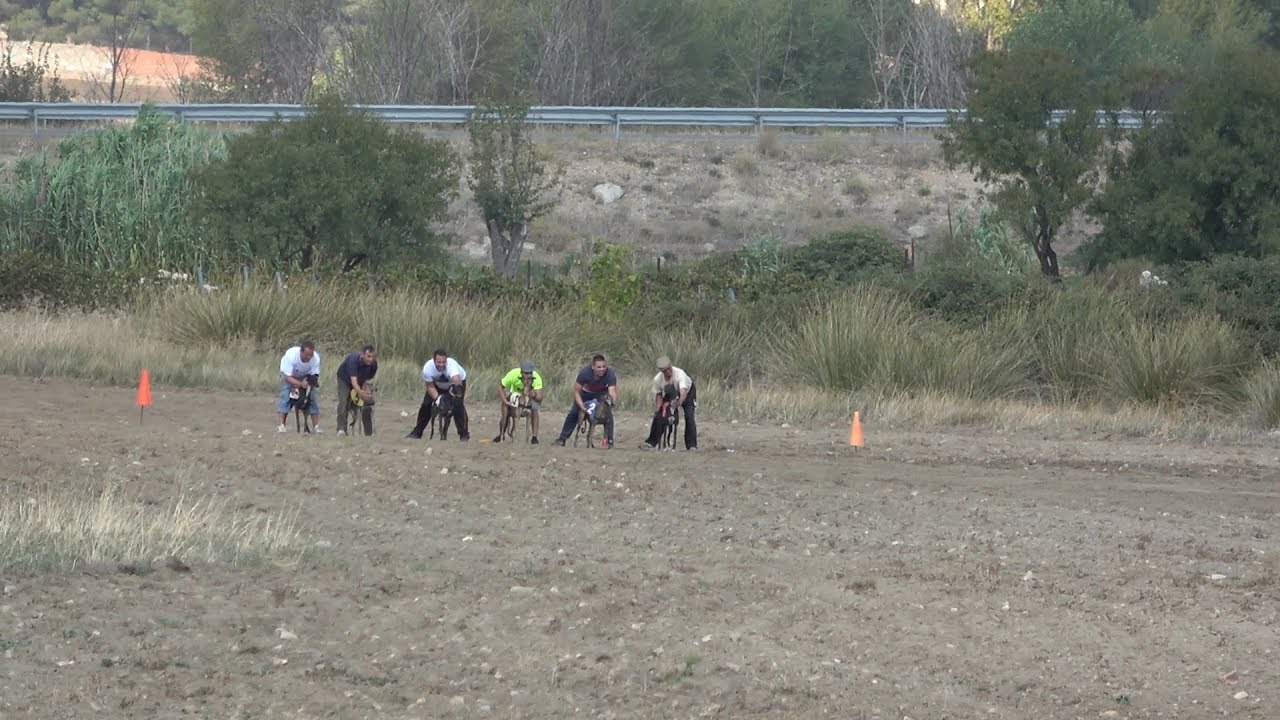 CARRERA DE GALGOS CON REGATES PULGAR 2017