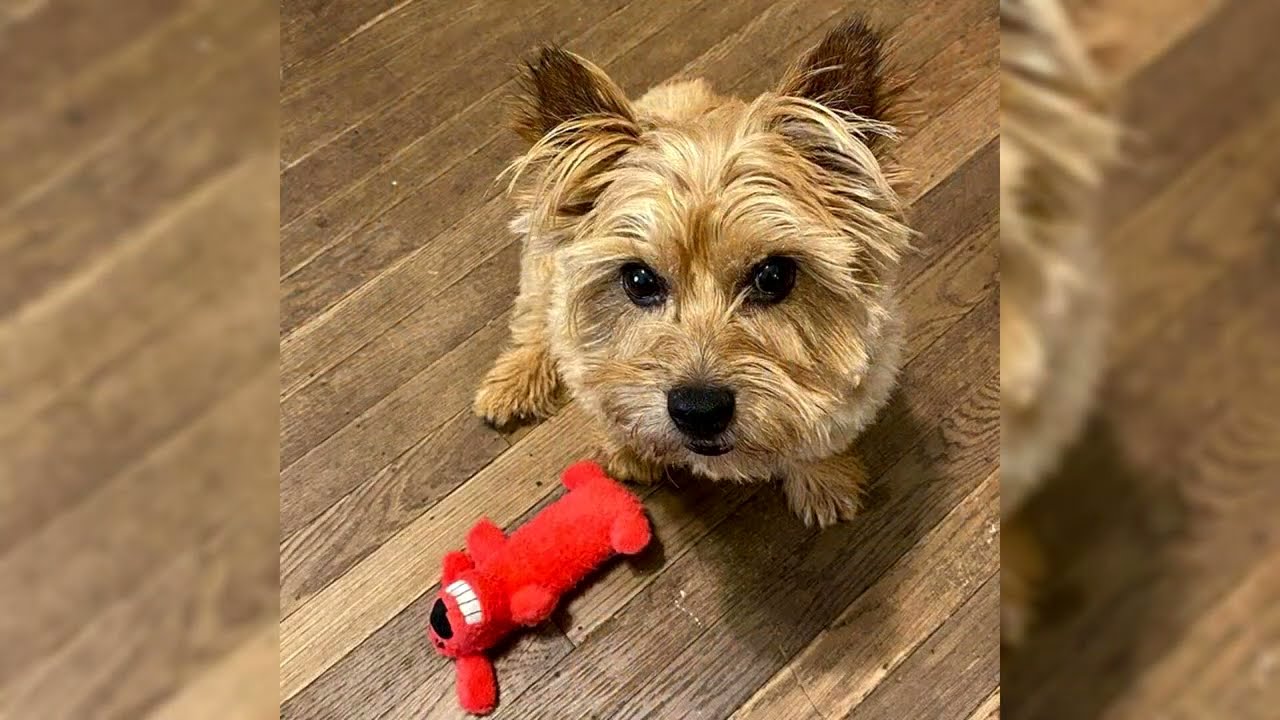 Norwich Terrier. Avantages et inconvénients, Prix, Comment choisir, Faits, Soins, Histoire