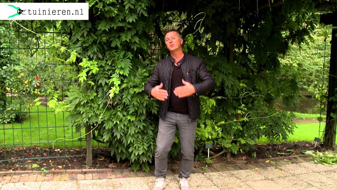 Klimplanten - Tuinieren.nl