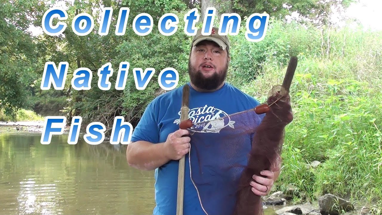 Collecting Native Fish