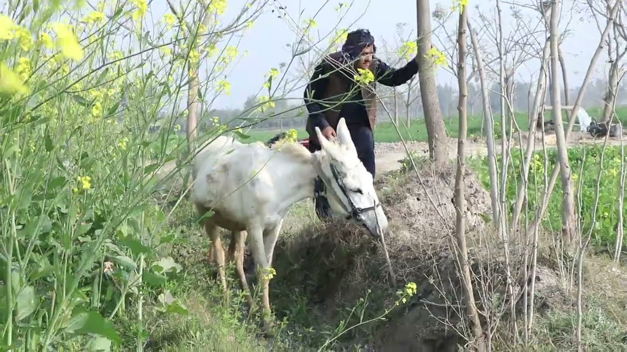 Koh gunghlo ala pay dunkey ka pani pena
