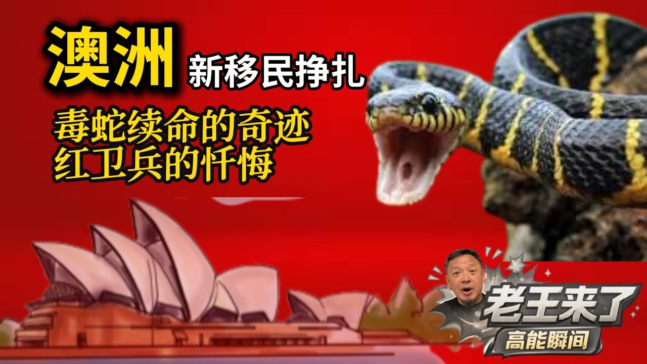 老王拆解｜澳洲新移民的挣扎、老红卫兵的后悔、毒蛇续命的奇迹 ｜New Immigrants Struggle, a Former Red Guard&rsquo;s Regret