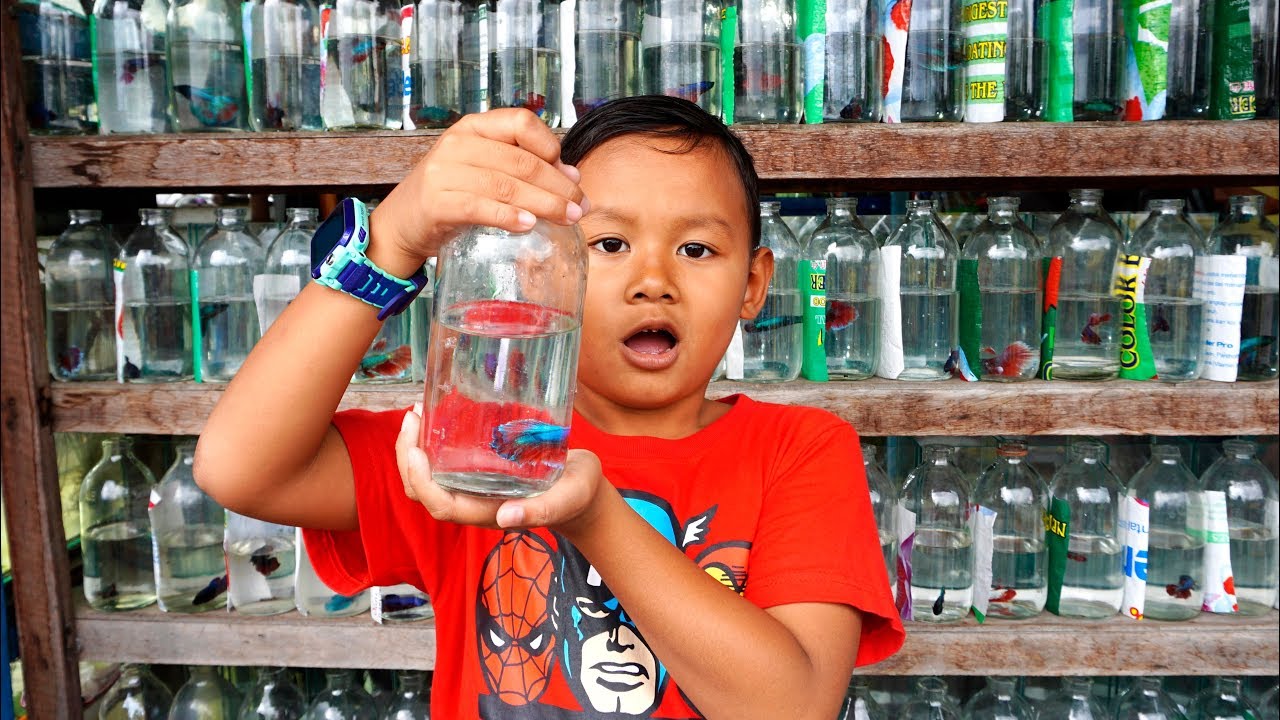 Drama Praya Beli Ikan Cupang Di Pasar Ikan