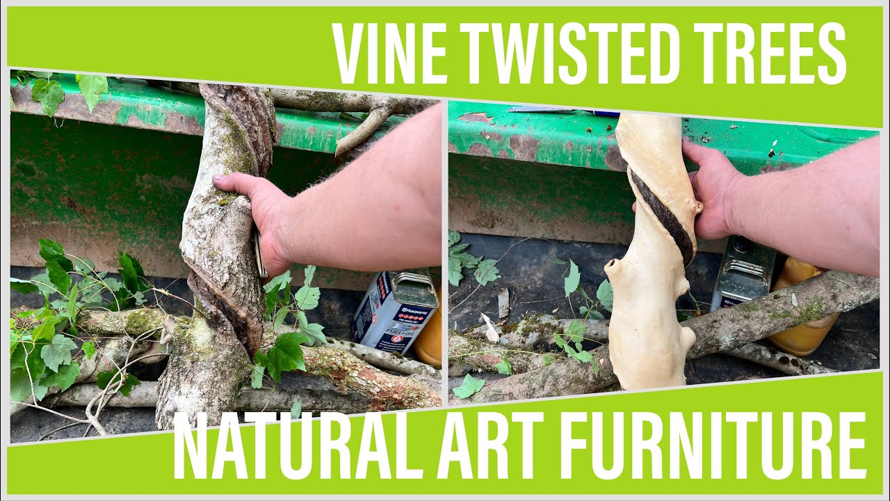 Vine Twisted Trees Into Natural Furniture Art