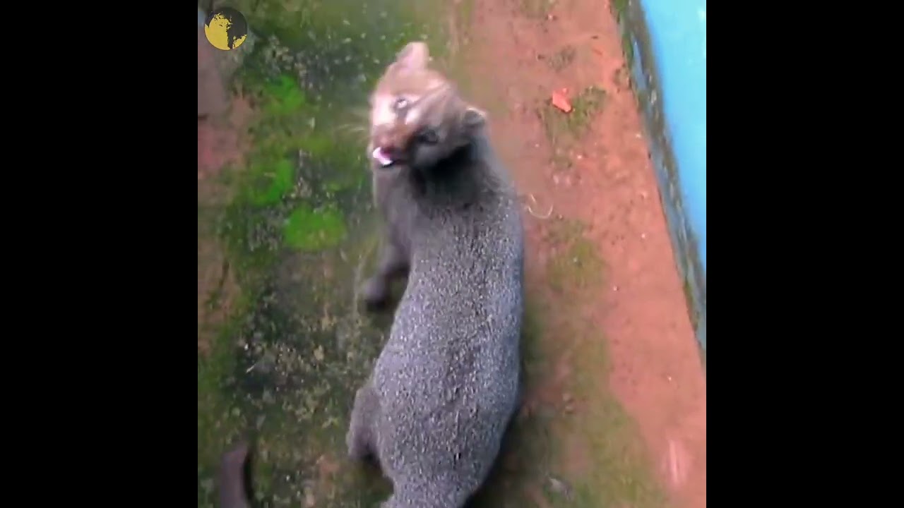 jaguarundi the strangest cat #shorts @wildcatsinfo #wildcats #youtubeshorts