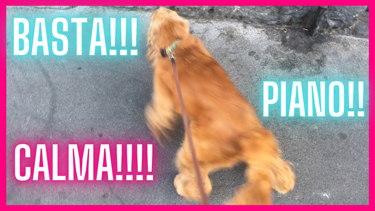 CANE AGITATO al GUINZAGLIO in PASSEGGIATA??? Ecco COME FARE!!!