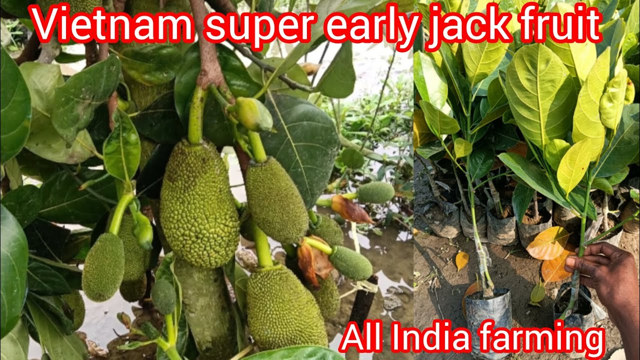 vietnam super early jack fruit plant available all India farming contact number 6296494312