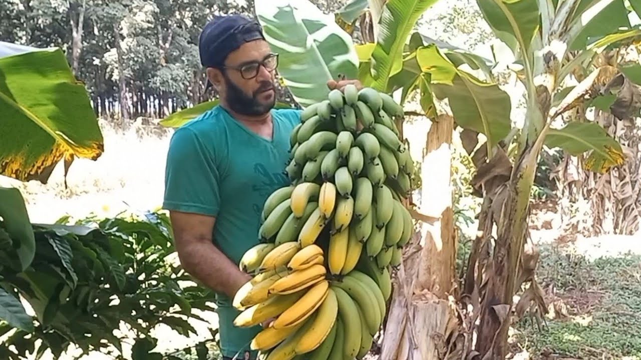 QUEM PLANTA A COLHEITA É CERTA 