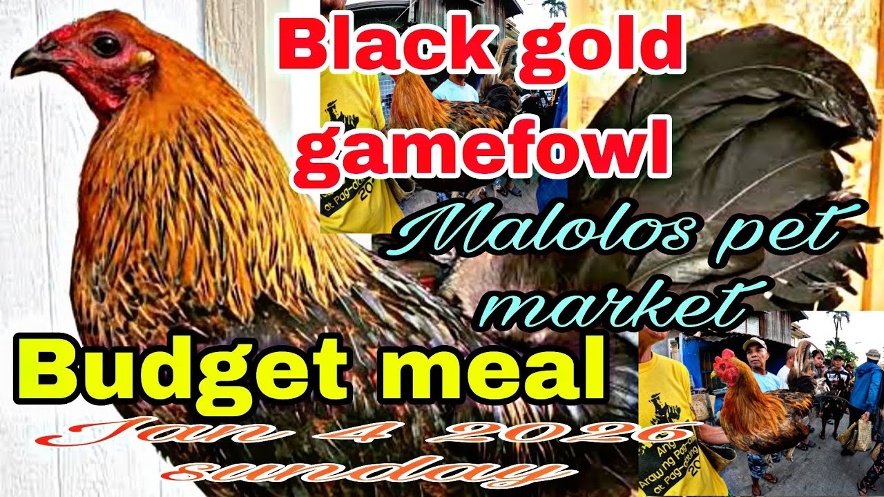Black gold gamefowl malolos pet market , budget meal jan 4 2026 sunday .