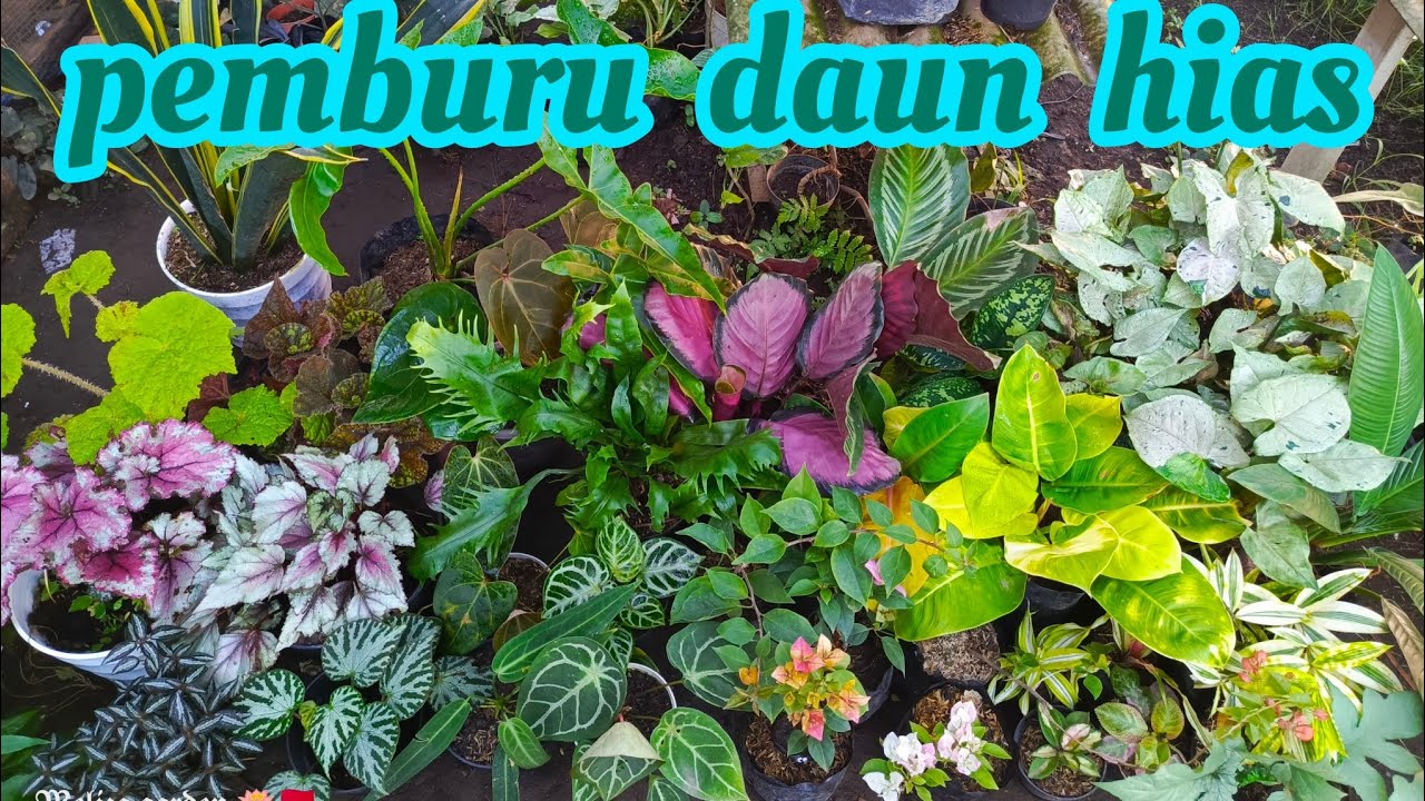 obral keindahan kalatea, begonia, philo, kuping gajah, dll. 