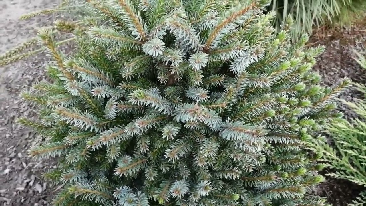 ЕЛЬ СЕРБСКАЯ НАНА СПУСТЯ 3 ГОДА.