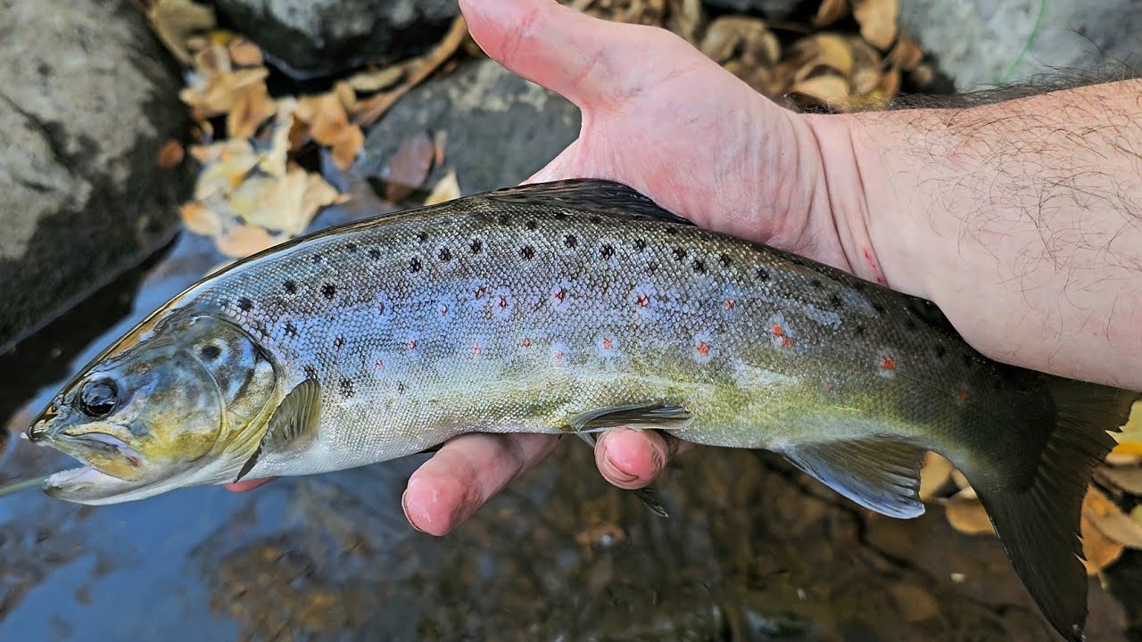 Fly Fishing Under the Golden Sun