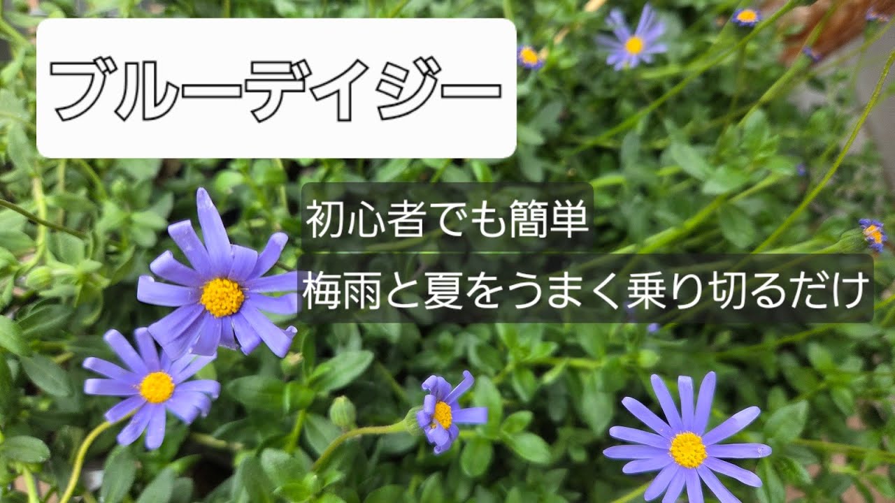 ブルーデイジー　高温多湿が苦手なので梅雨と夏をうまく乗り切りましょう！切り戻しで快適にしてあげる事が重要です。初心者向き植物