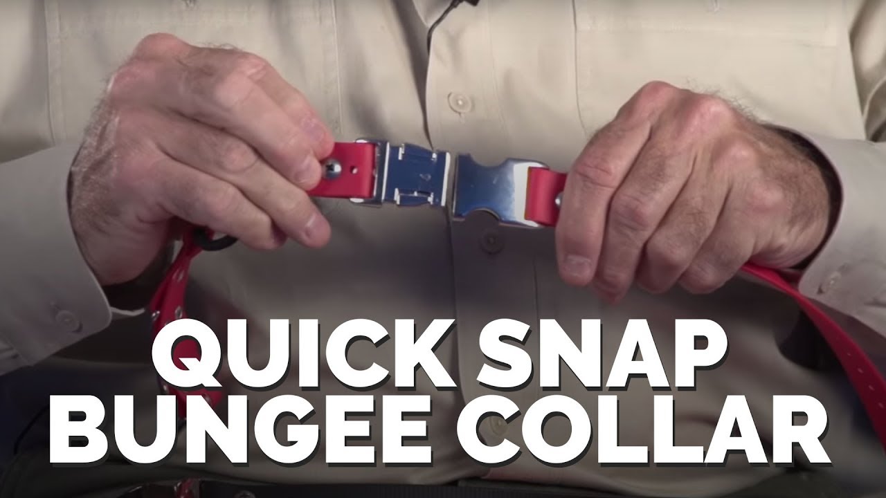 Educator Quick Snap Bungee Collar