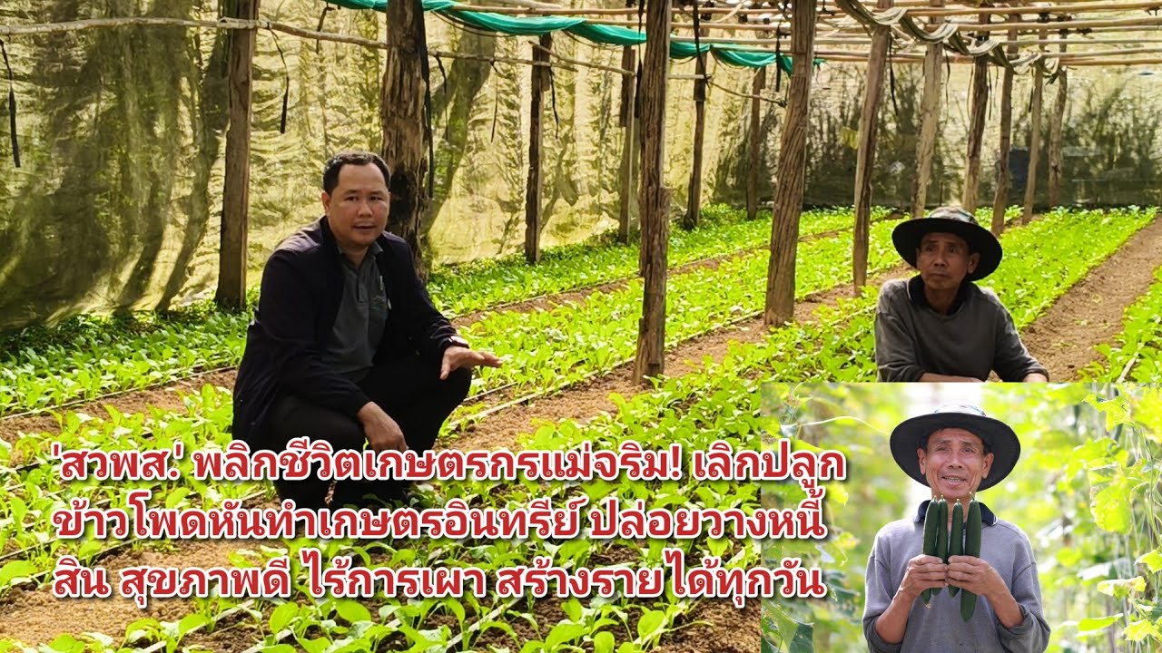'สวพส.' พลิกชีวิตเกษตรกรแม่จริม! เลิกปลูกข้าวโพดหันทำเกษตรอินทรีย์ ปล่อยวางหนี้สิน สุขภาพดีไร้การเผา