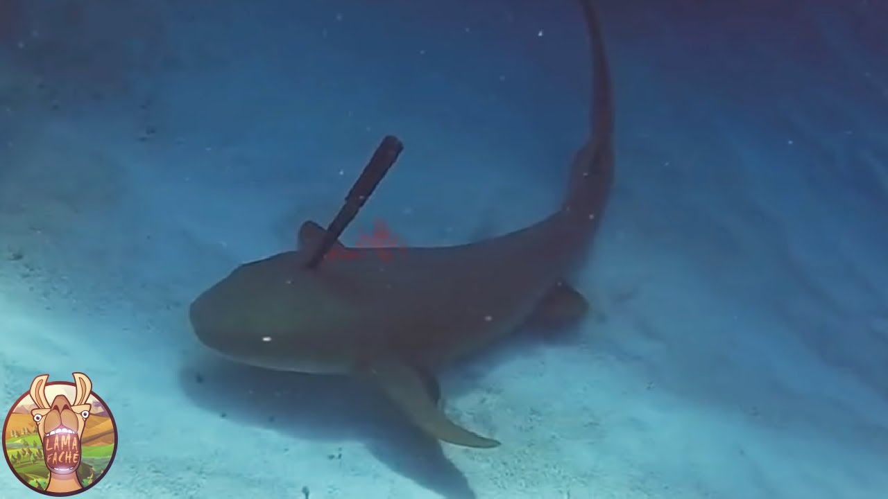 Animaux Qui Ont Demandé de L’Aide Aux Humains !