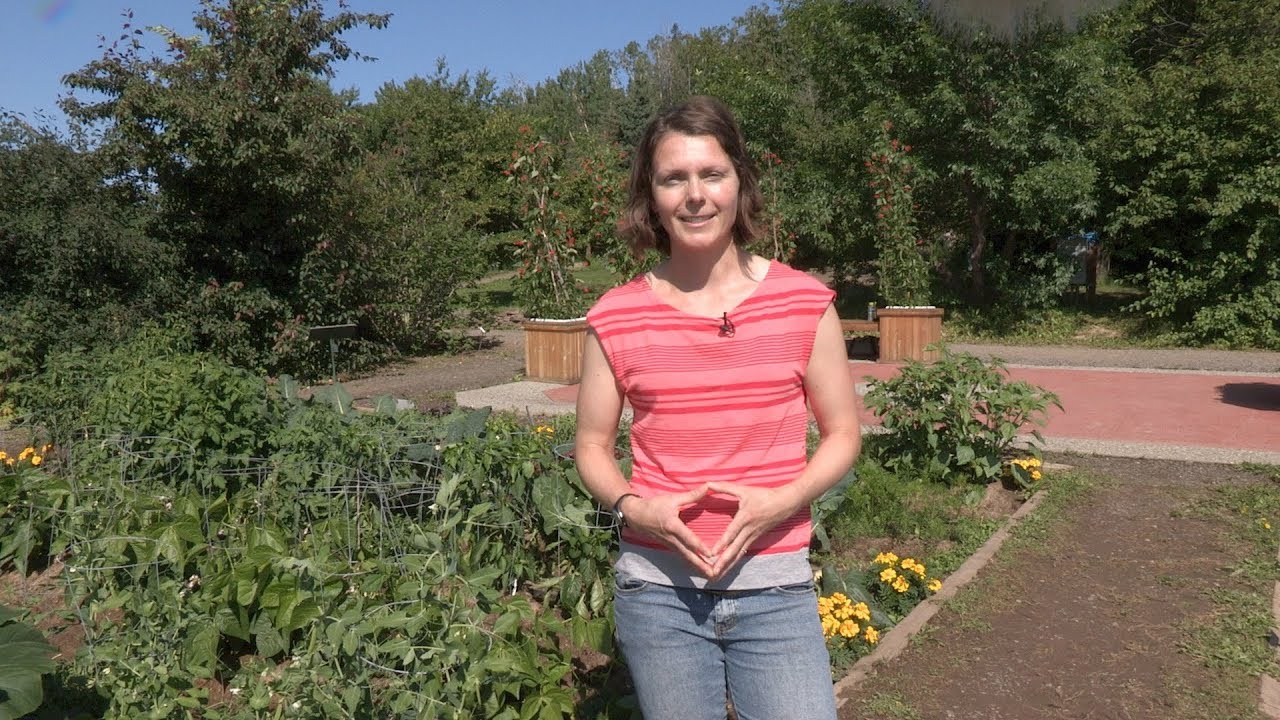 What Grows Where You Live in Alaska? – In the Alaska Garden with Heidi Rader
