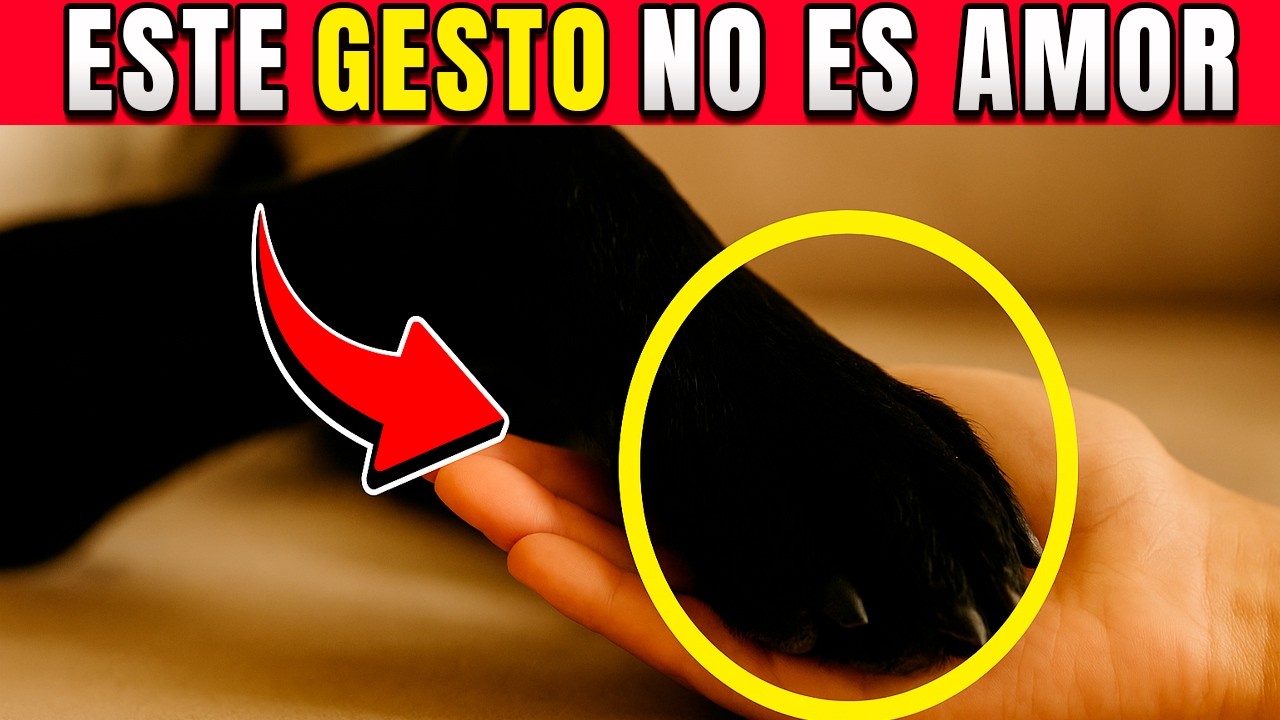 ¿Por qué los perros te ponen la PATA encima? ¡Esto quiere DECIRTE!