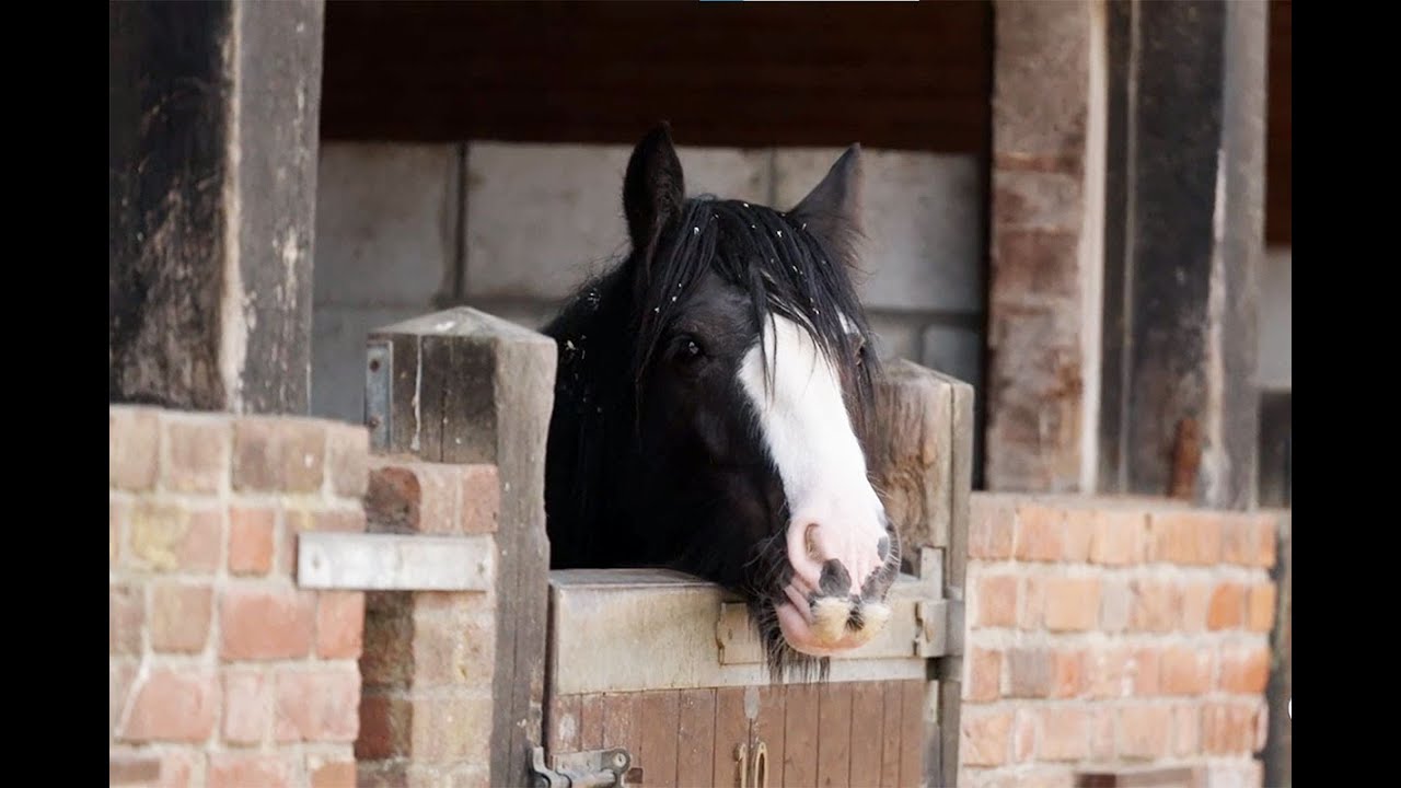 Quality of Life Tool for Monitoring PPID Horses