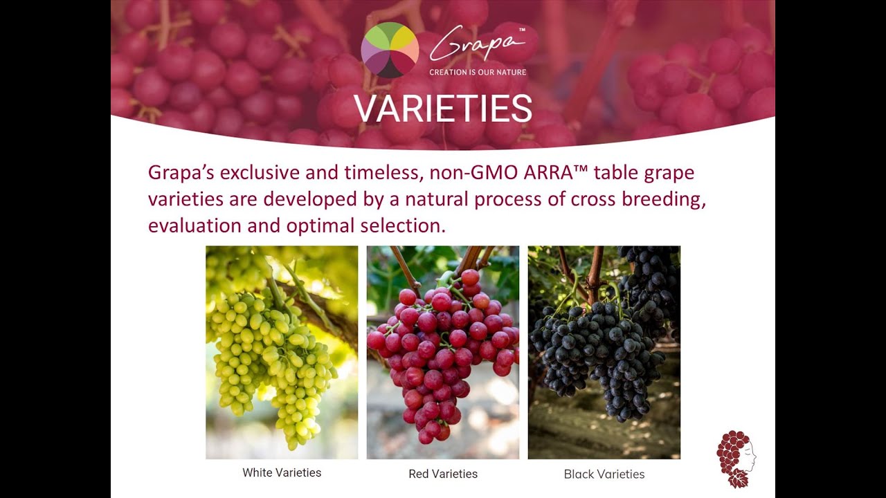 Grapa Variety Selection 2020