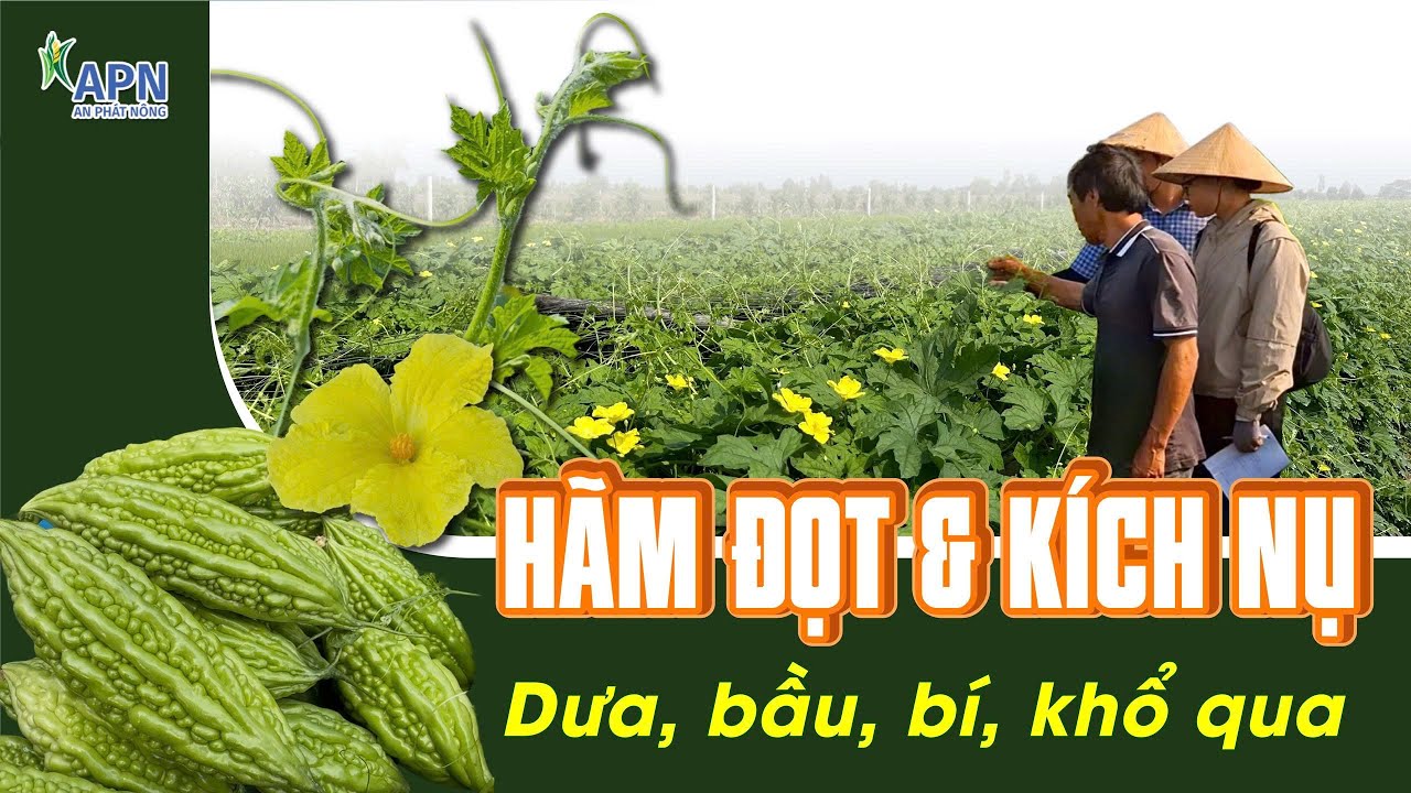 APN - HÃM ĐỌT, KÍCH NỤ KHỔ QUA (MƯỚP ĐẮNG) | RỘ BÔNG, RỘ TRÁI