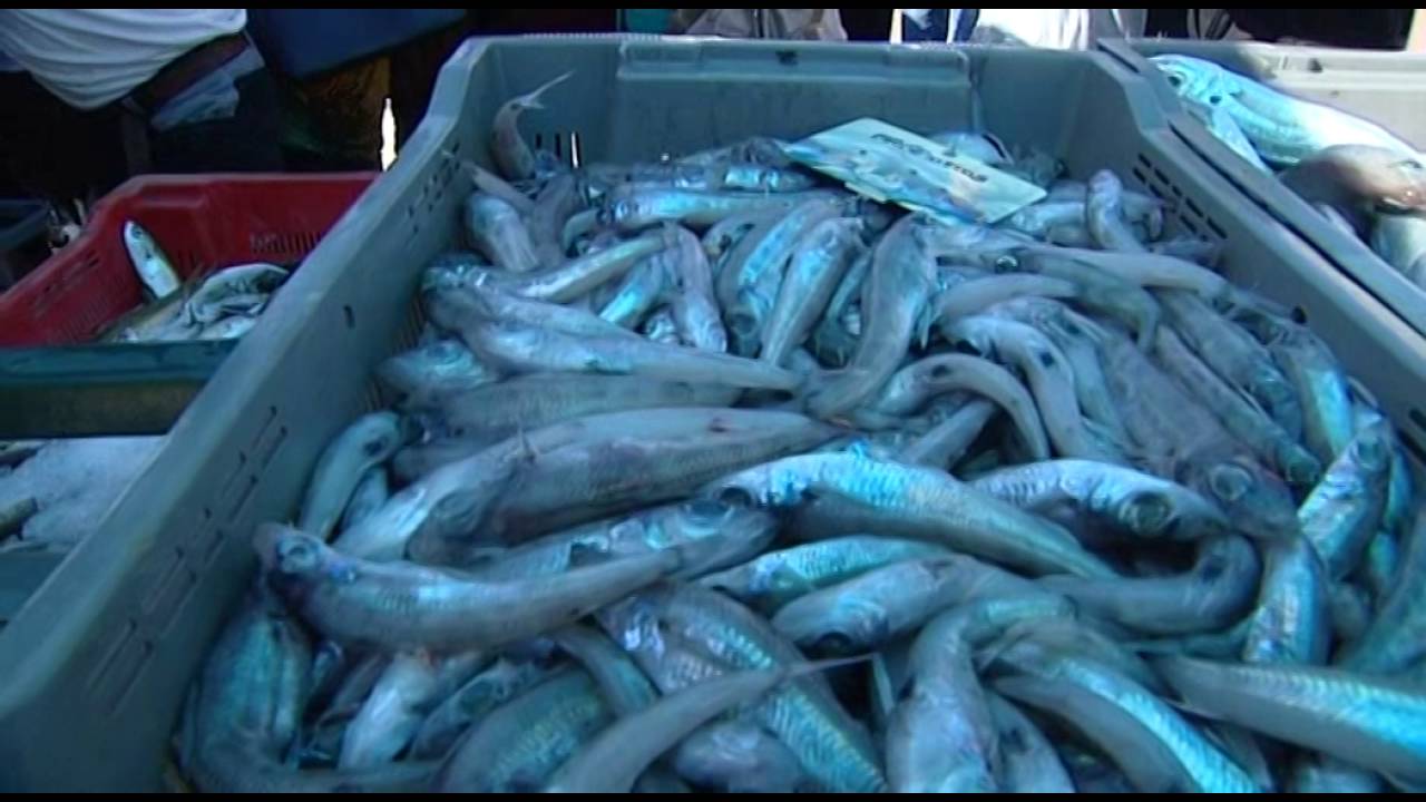 DOSSIER - La pêche artisanale en Corse