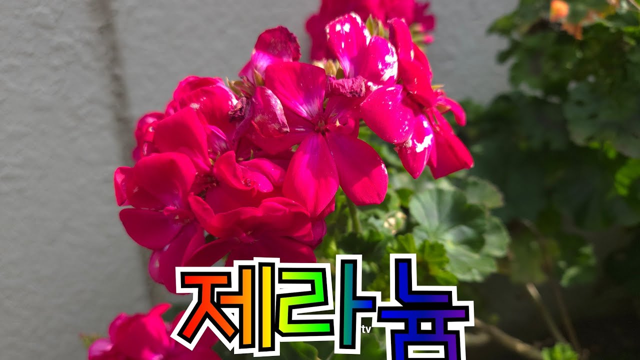 제라늄 꽃말은 행운과 행복을 전하는 꽃 색깔별로 꽃말이 달라요 행복한 마음 존경 진실한 우정결의 결심등 약용식물 남아메리카 입니다
