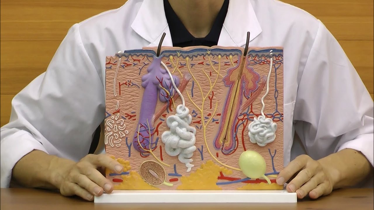頭皮・無毛皮膚・有毛皮膚のミクロ構造を確認できる，皮膚の比較模型│J16