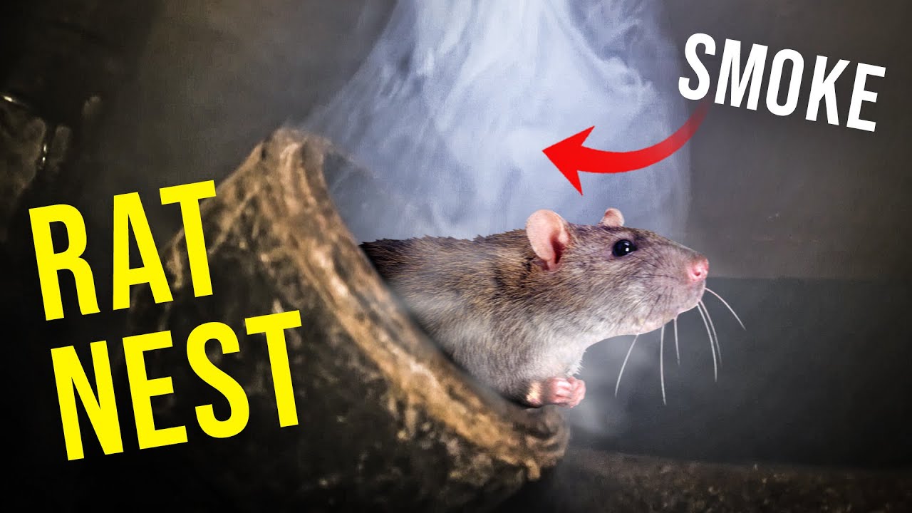 SMOKING them out!! Best way to get rid of rats...