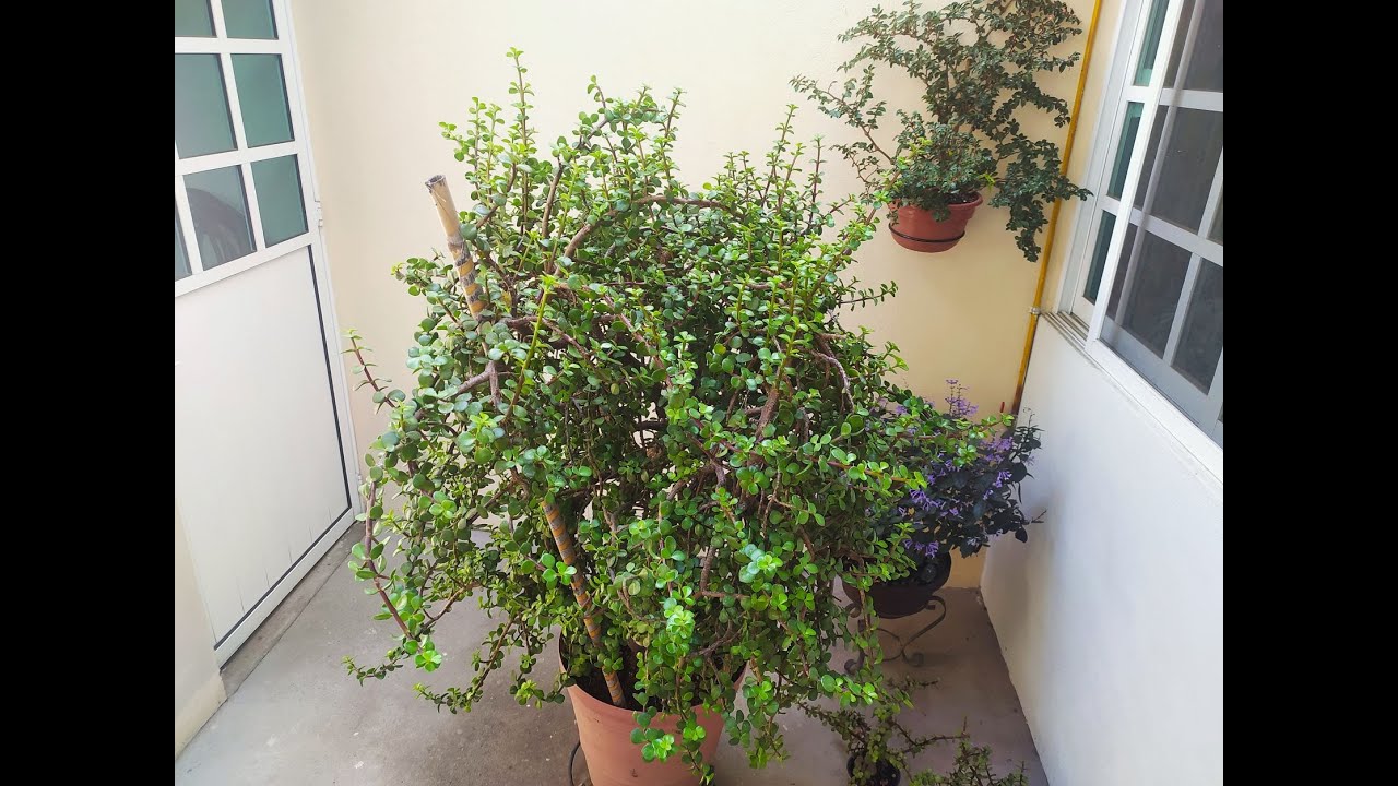 Portulacaria Afra/Arbol de la abundancia de 17 años: Cómo le agrego sus nutrientes.