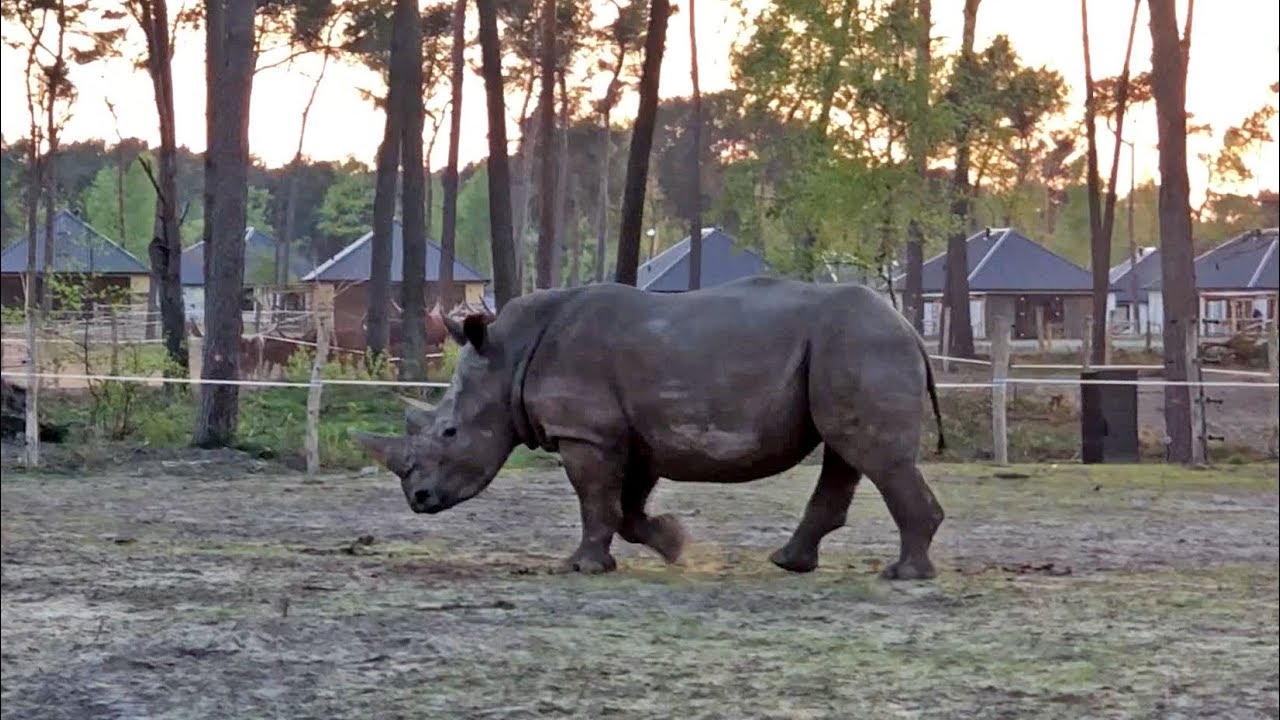 Safari Resort Beekse Bergen (sfeerimpressie 2018)