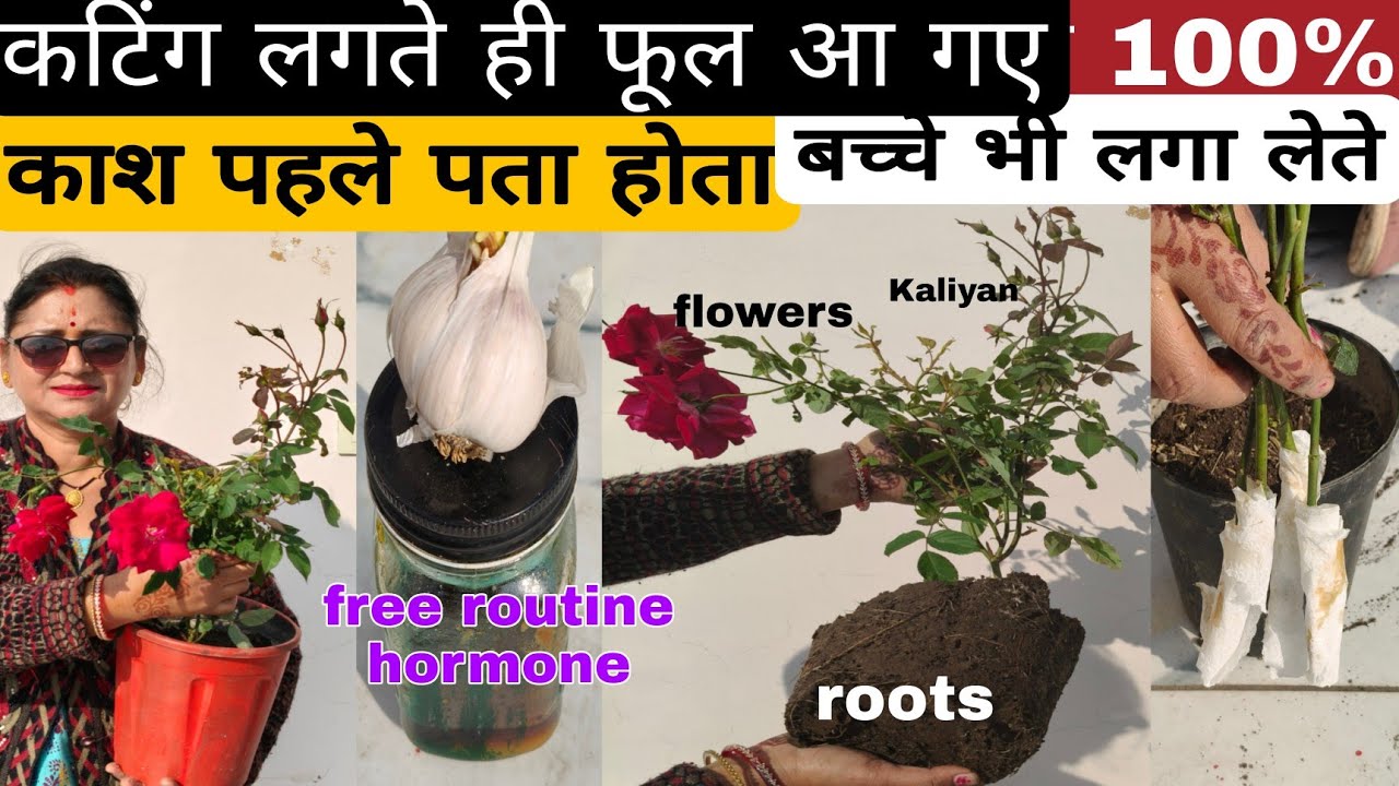 गुलाब की कटिंग ऐसे लगेगी 100%, पहले पता होता बच्चे भी लगा लेते, कटिंग लगाना हुआ बाएं हाथ का खेल,