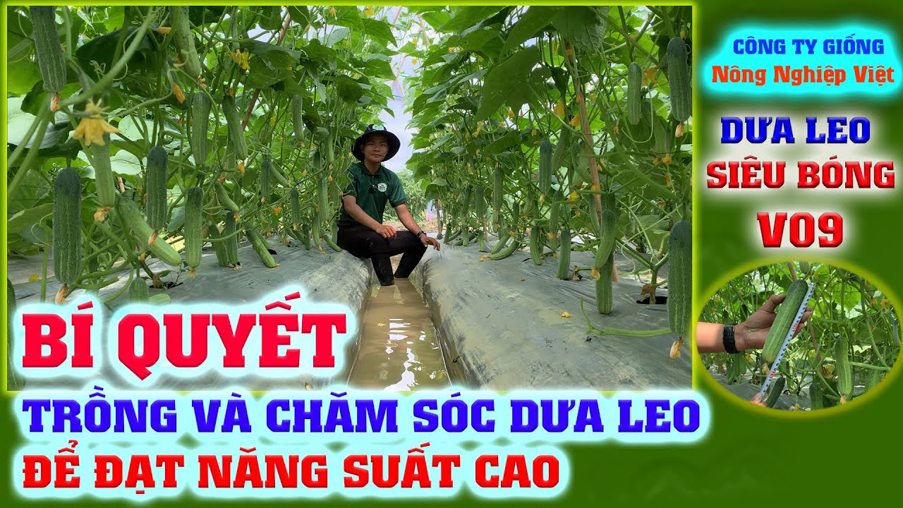 BÍ QUYẾT TRỒNG VÀ CHĂM SÓC DƯA LEO ĐỂ ĐẠT NĂNG SUẤT CAO-DƯA LEO BÓNG V09