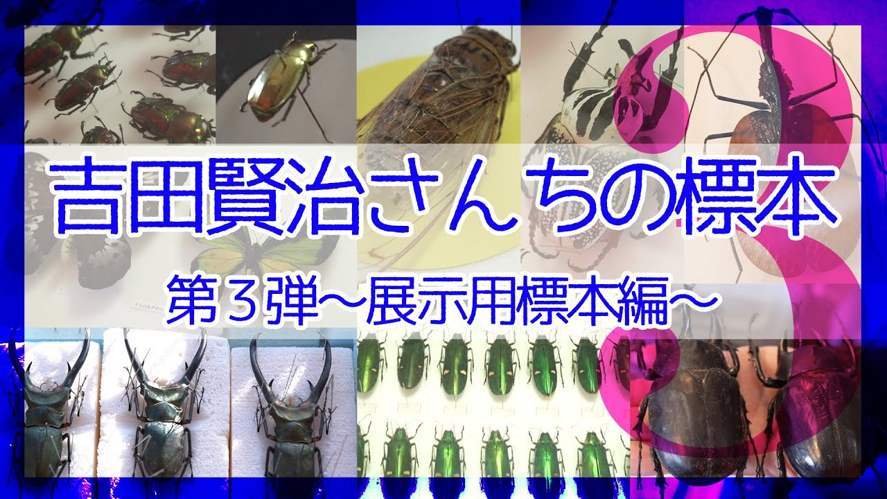 吉田賢治さんの標本紹介！！第３弾〜展示用標本編〜