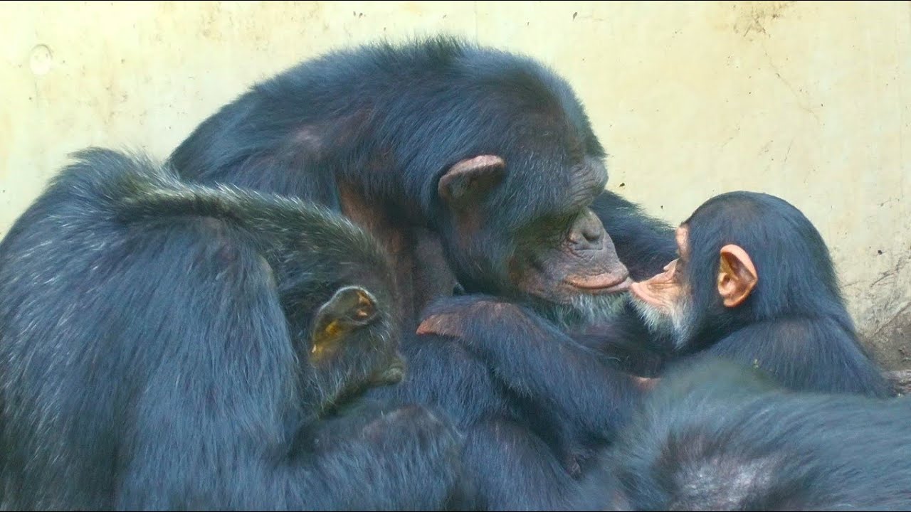 老若男女が一つになって、地球で輝くチンパンジー（Shining Chimpanzees）　多摩動物公園　チンパンジー　202207