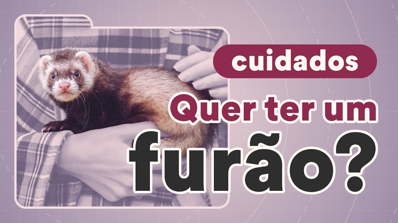 O que você precisa para ter um furão? | Petz TV Cuidados