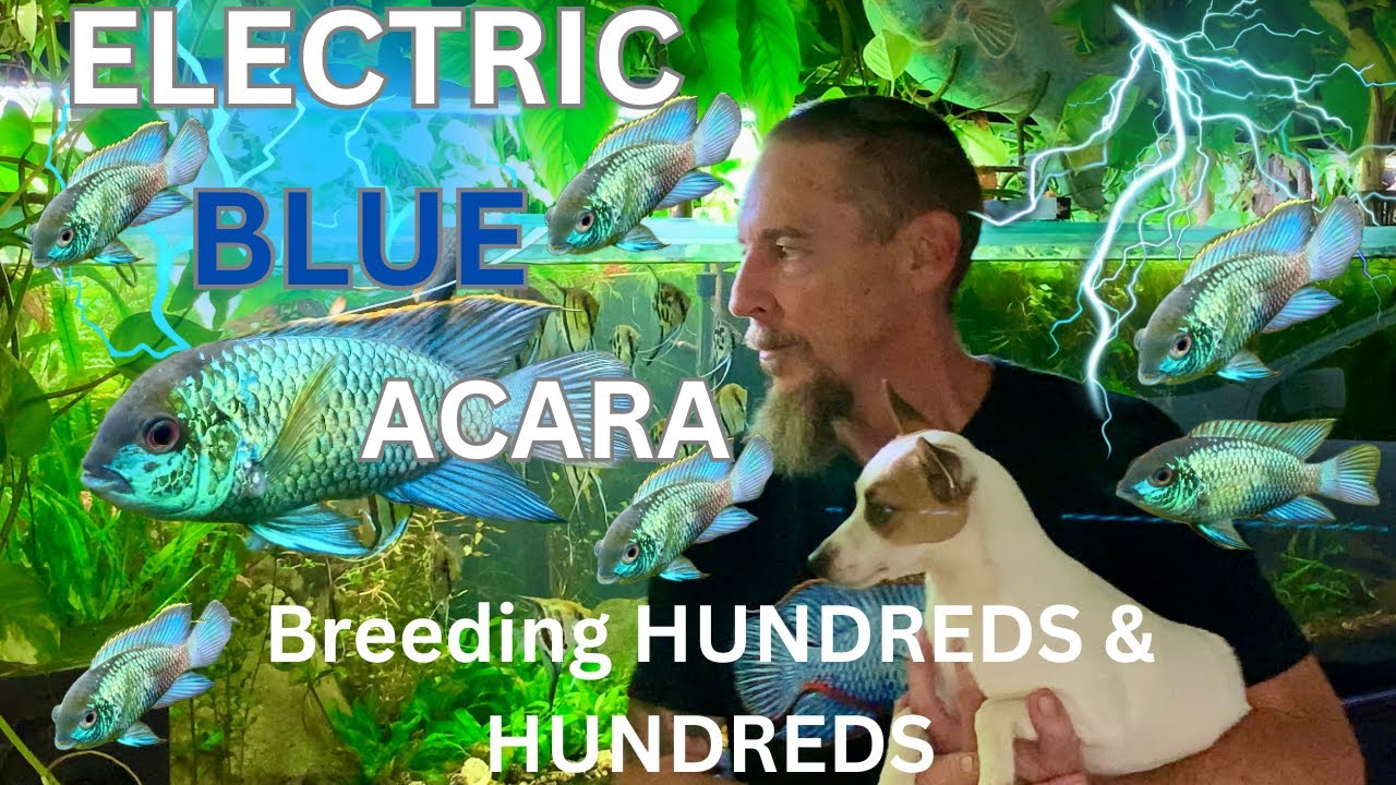 Breeding my Electric Blue Acara's