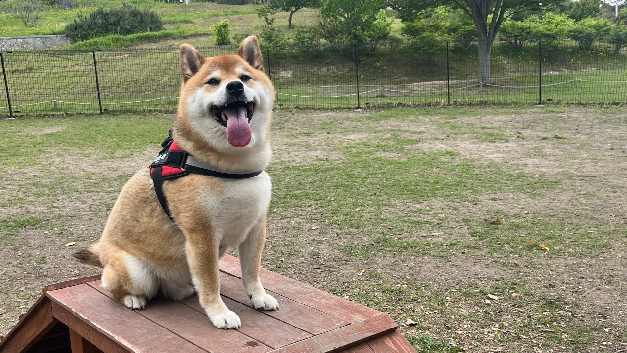 2025年ありがとうございました🐕💨
