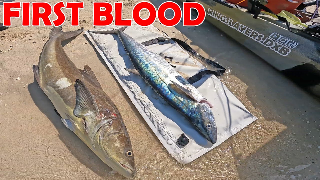 KINGMACKEREL ON KAYAK FISHING USING LIVEBAIT TROLLING IN DUBAI | BEST RIG SETUP FOR KINGFISH