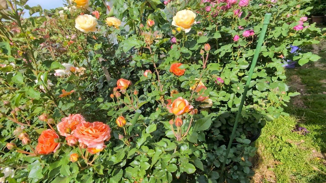 15 heat tolerant roses in my garden