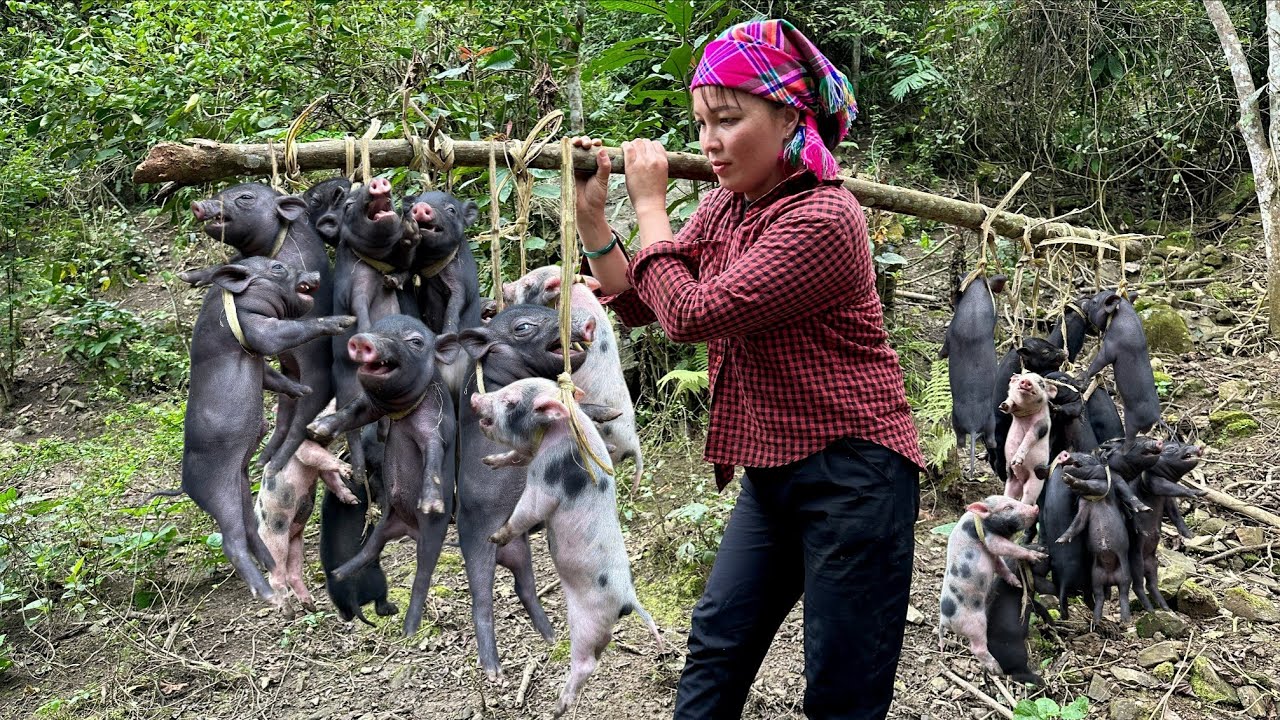 Girl mountains life, caring for super-laying pigs, harvesting agricultural products fo sale