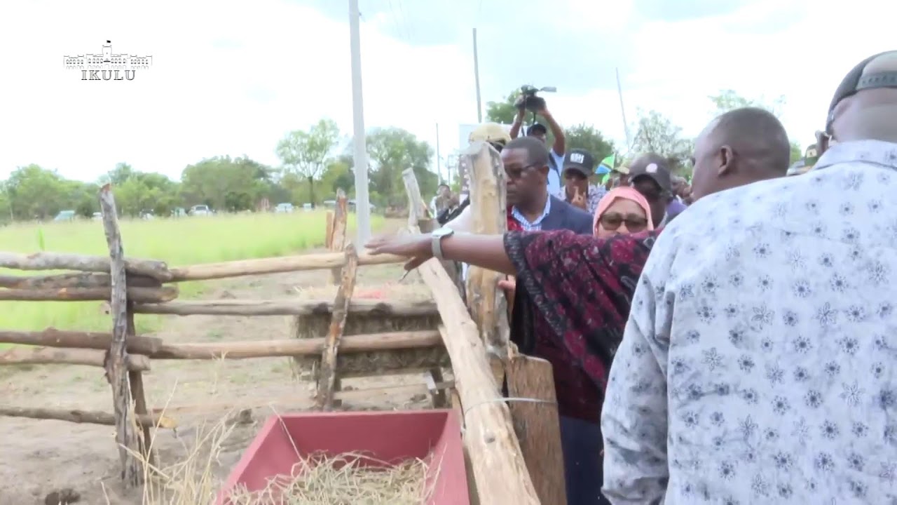 RAIS DKT. SAMIA KUZINDUA KAMPENI YA TUTUZANE MVOMERO MKOANI MOROGORO