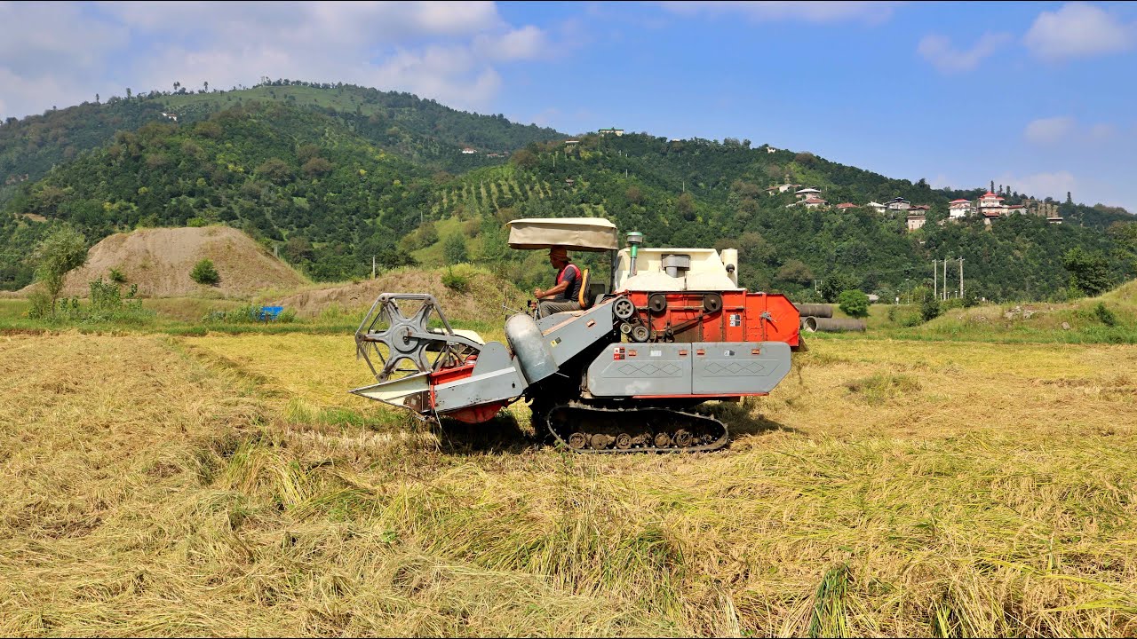 Rice Harvest In Middle Of Forested Mountains Iran